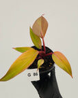 Philodendron 'Orange Princess' Sport