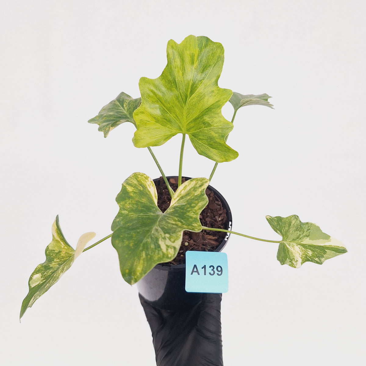 Philodendron bipinnatifidum variegata - SALE