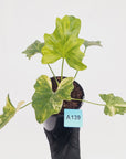 Philodendron bipinnatifidum variegata - SALE