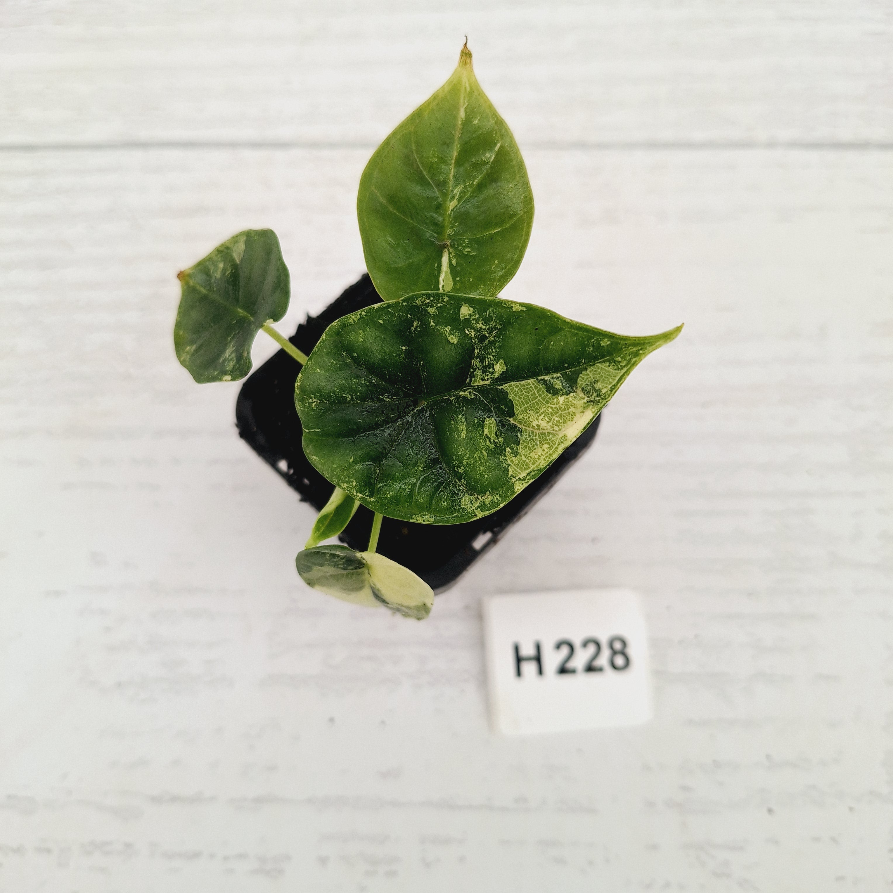 Alocasia Dragon Scale 'Marble' Variegata