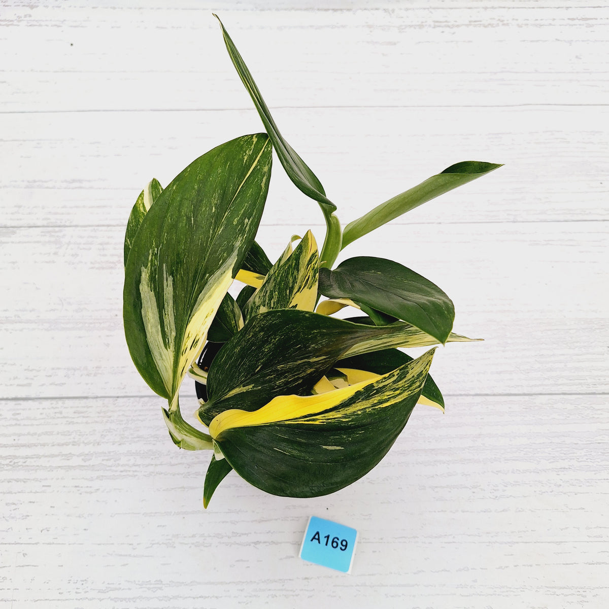 Monstera standleyana 'Cobra' - SALE