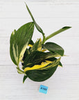Monstera standleyana 'Cobra' - SALE