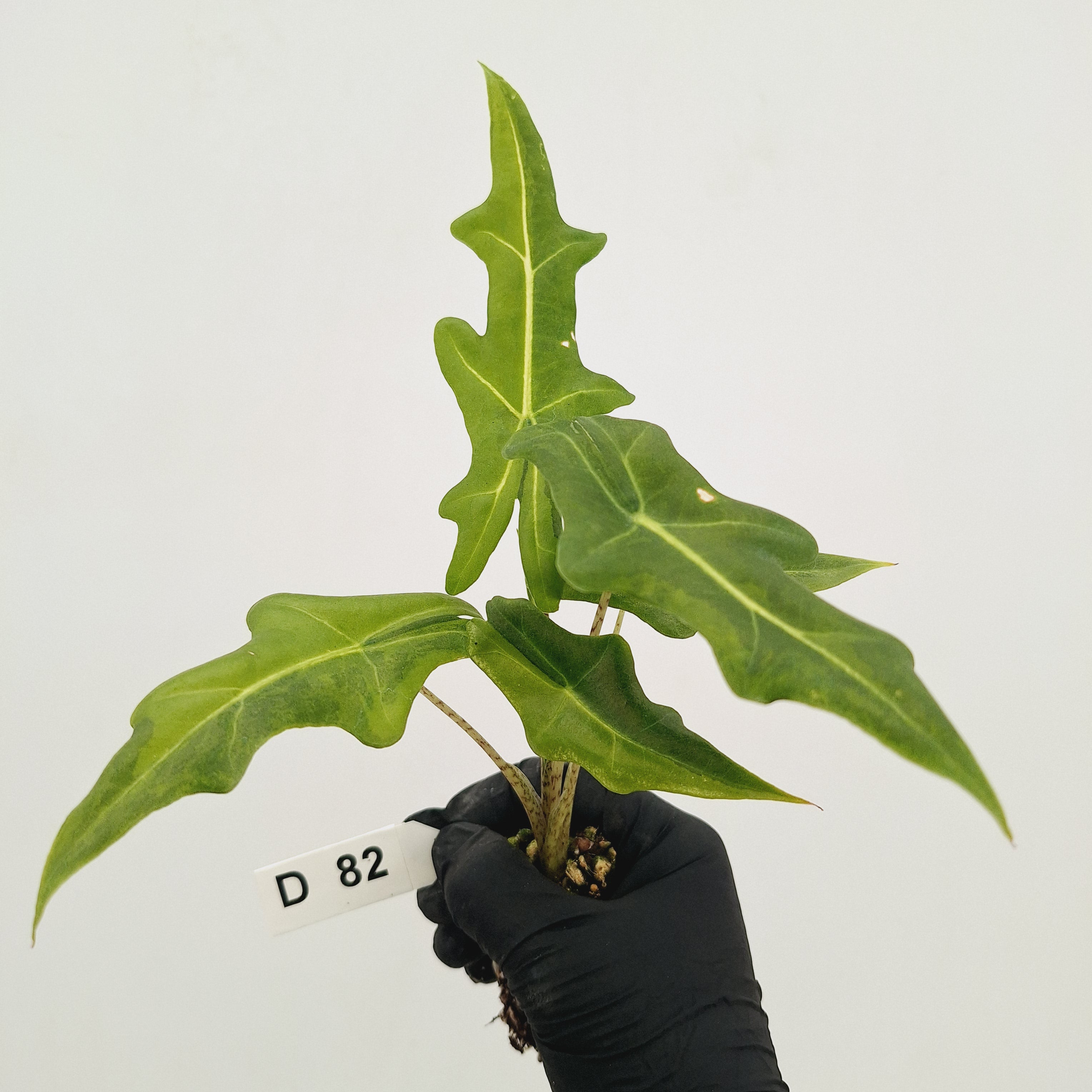 Alocasia portei Malaysian Monster Variegata - Bare Bottom Baby
