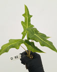 Alocasia portei Malaysian Monster Variegata - Bare Bottom Baby