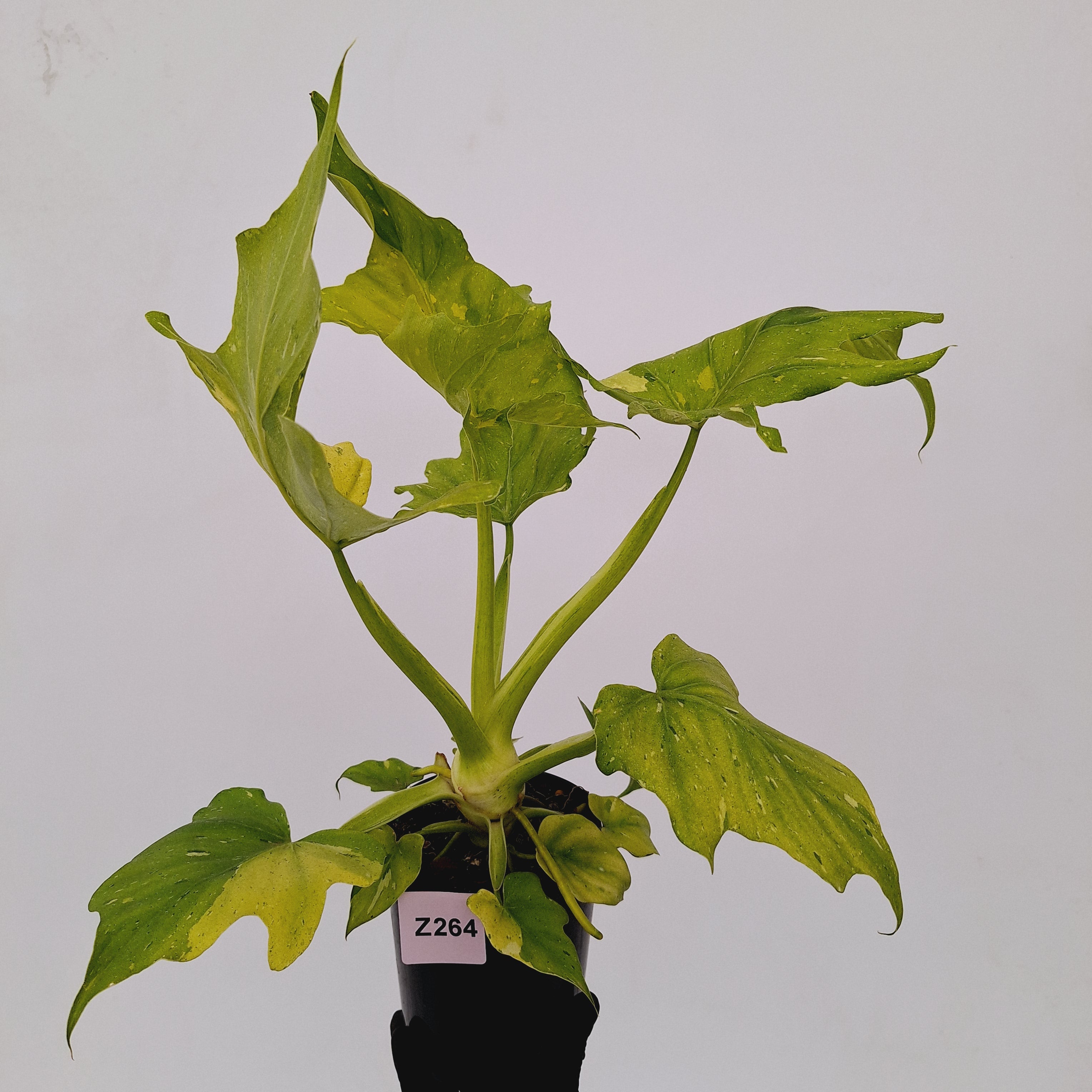 Philodendron warscewiczii Gold Variegata
