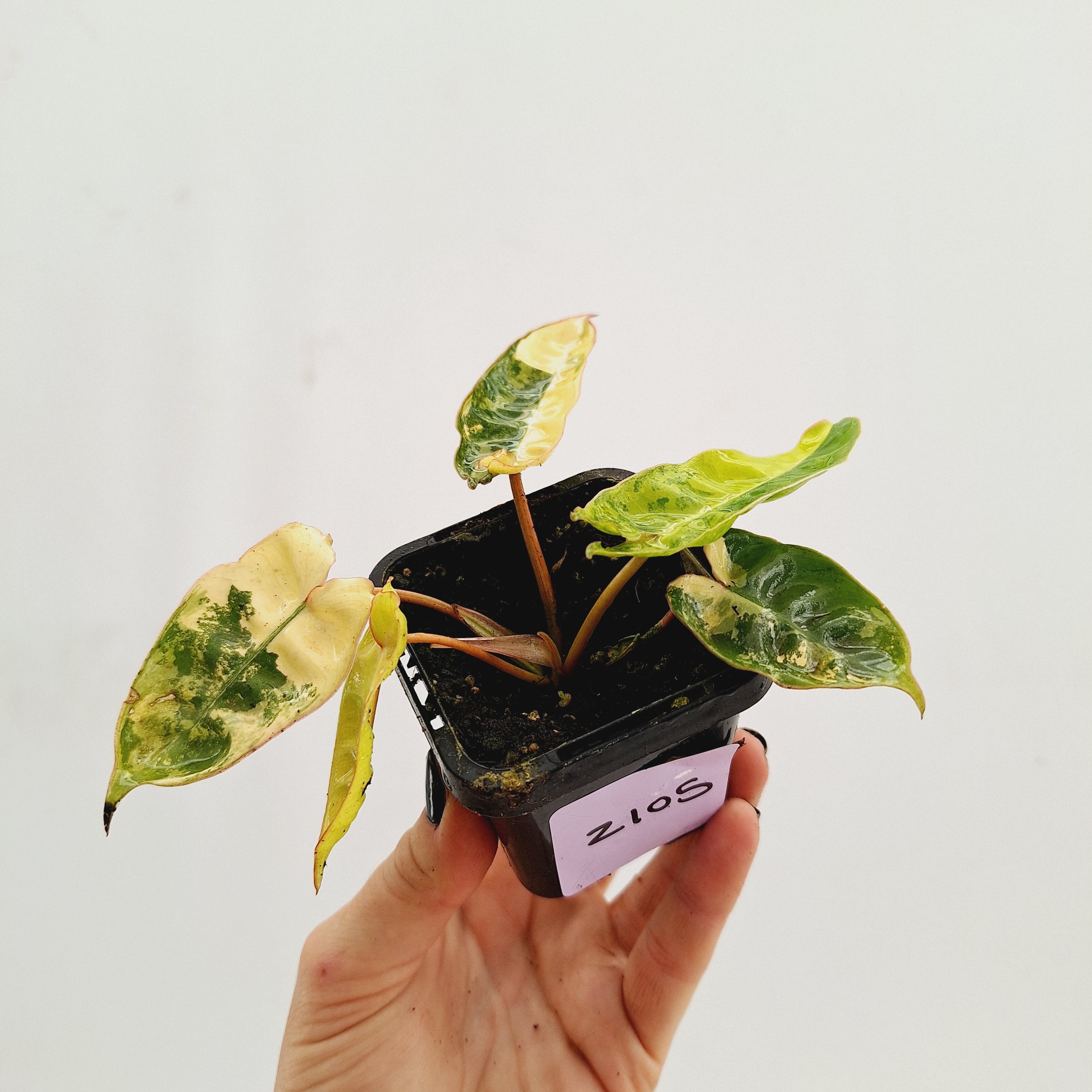 Philodendron billietiae Variegata