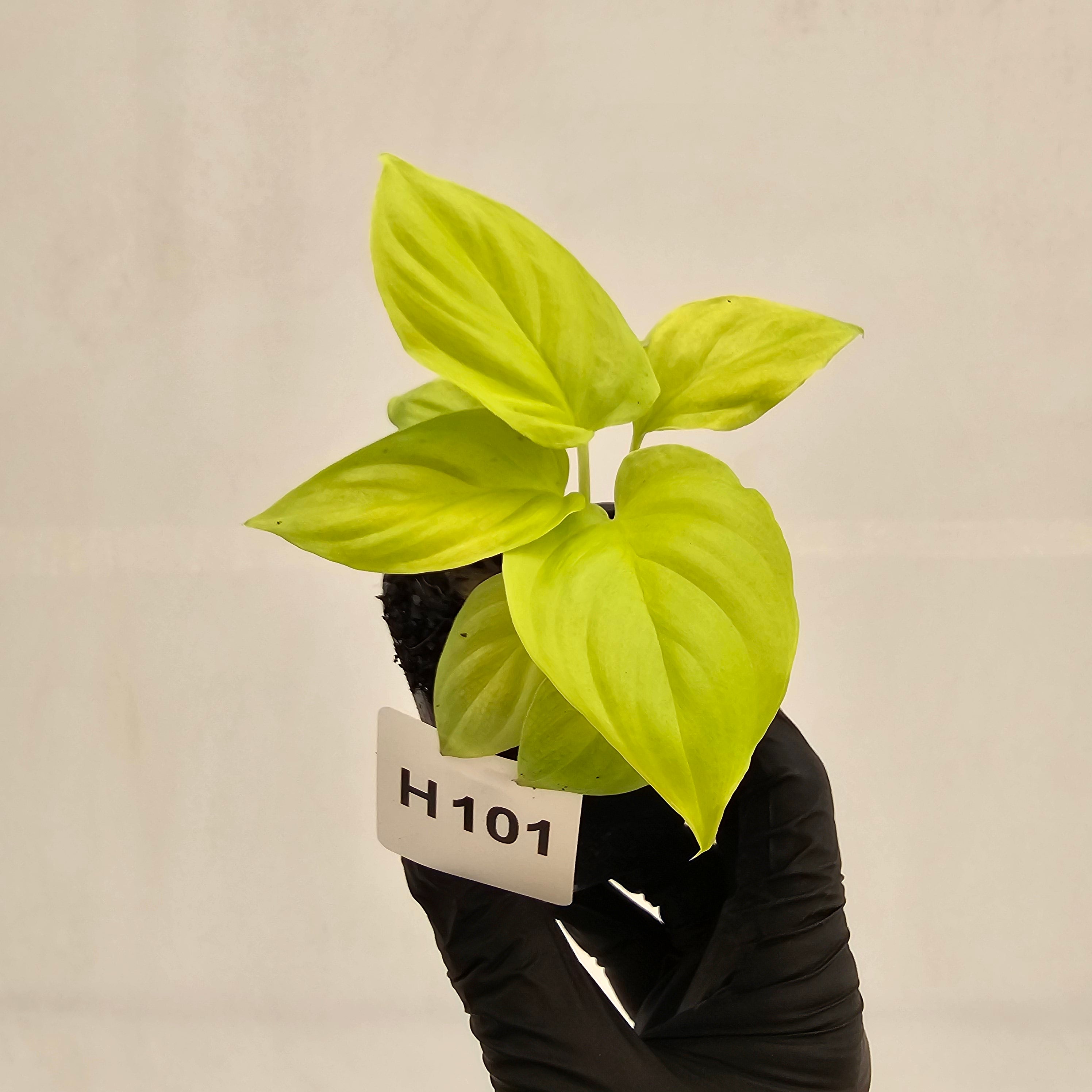 Homalomena rubescens Golden Hibiscus’ - Bare Bottom Baby - SALE
