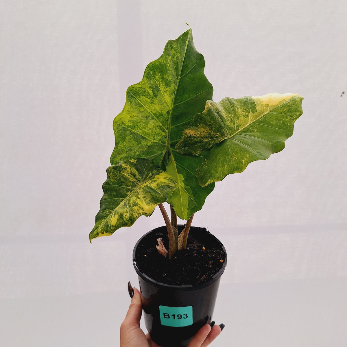 Alocasia Portora Variegata - SALE