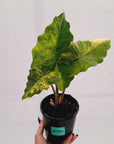 Alocasia Portora Variegata - SALE