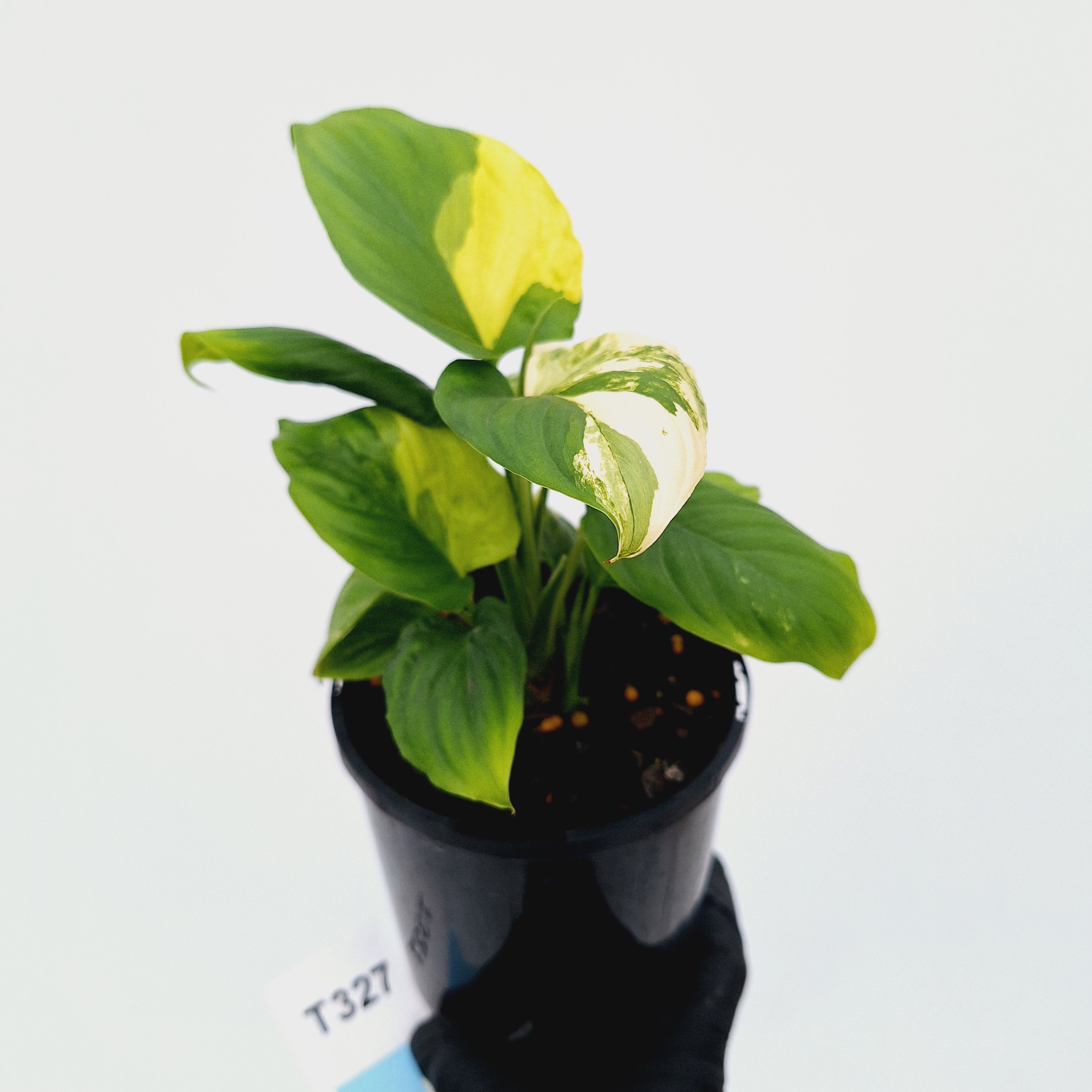 Homalomena rubescens Variegata