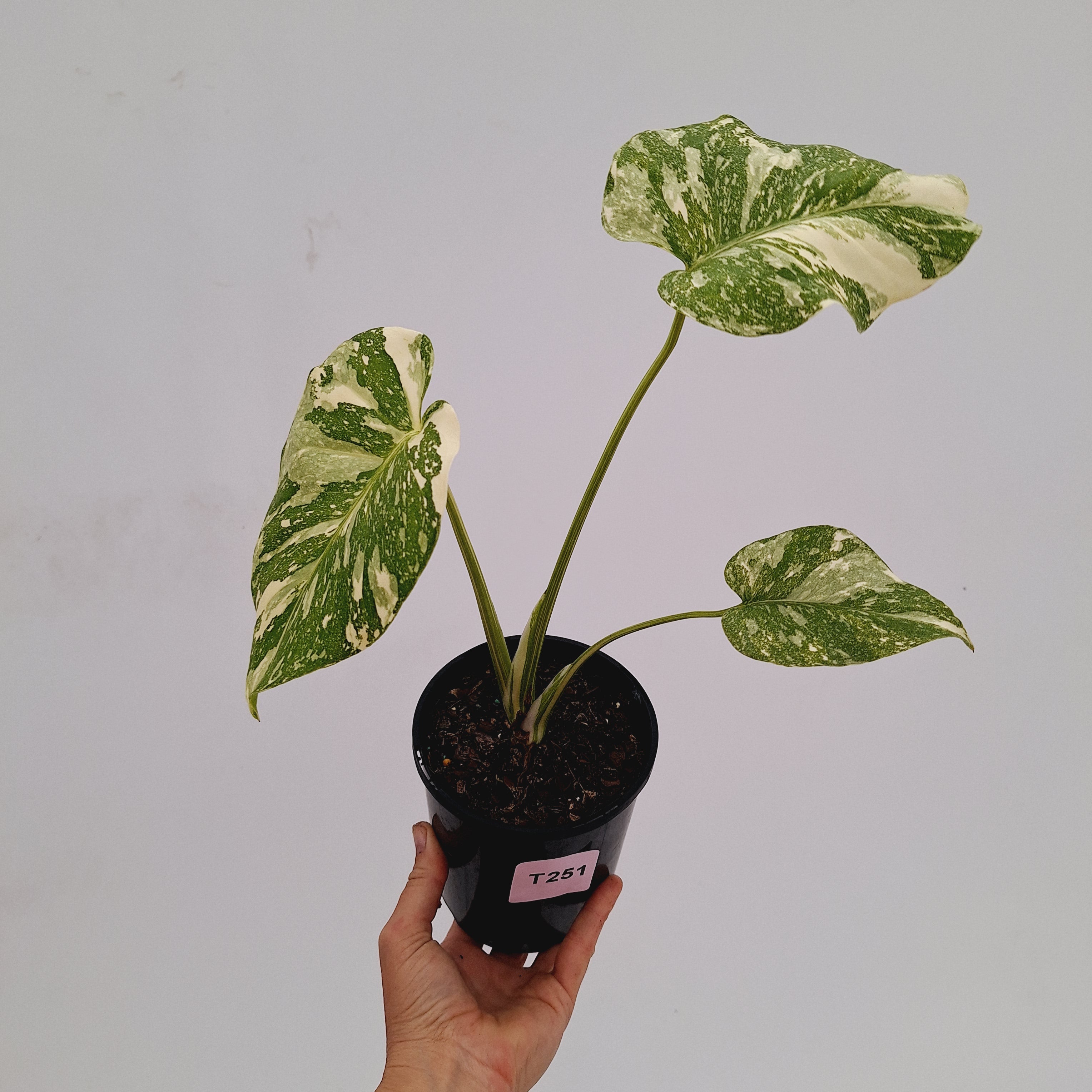 Monstera deliciosa Thai Constellation Sports