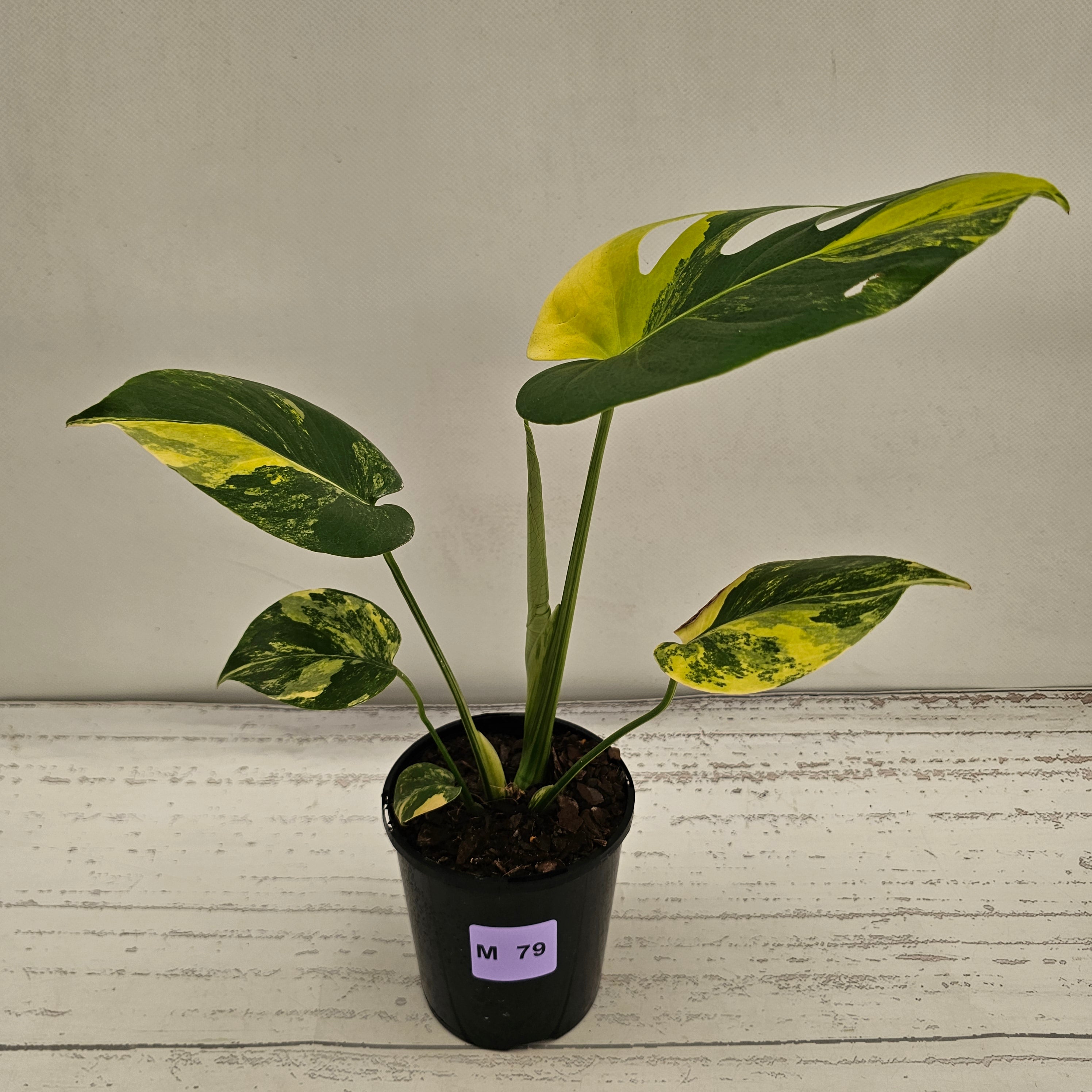 Monstera deliciosa Aurea 'Yellow Marilyn'