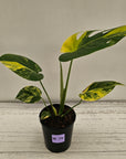 Monstera deliciosa Aurea 'Yellow Marilyn'