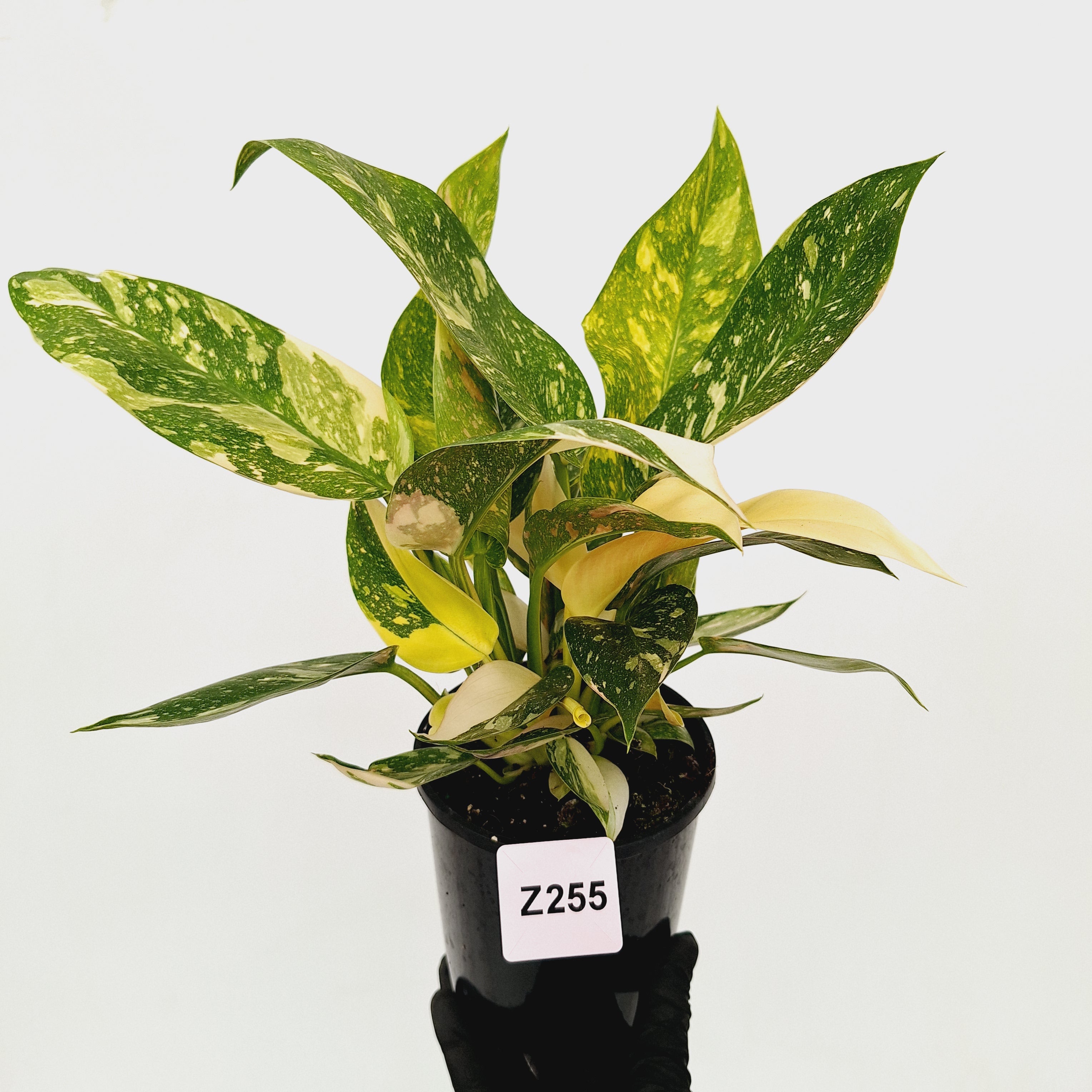 Philodendron Green Congo Variegata (Nuclear)