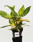 Philodendron Green Congo Variegata (Nuclear)