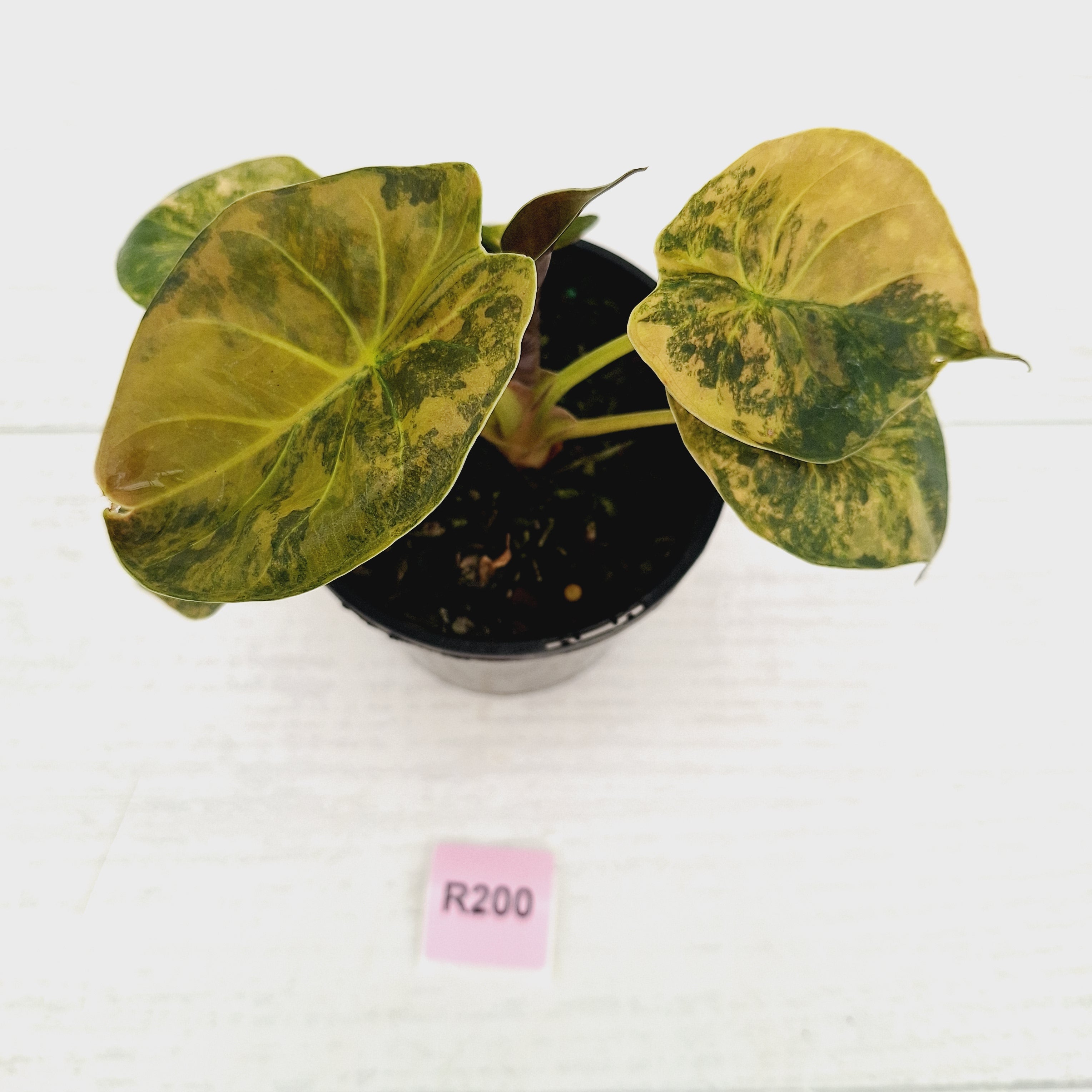 Alocasia ‘wentii’ Variegated - Sale