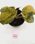 Alocasia ‘wentii’ Variegated - Sale