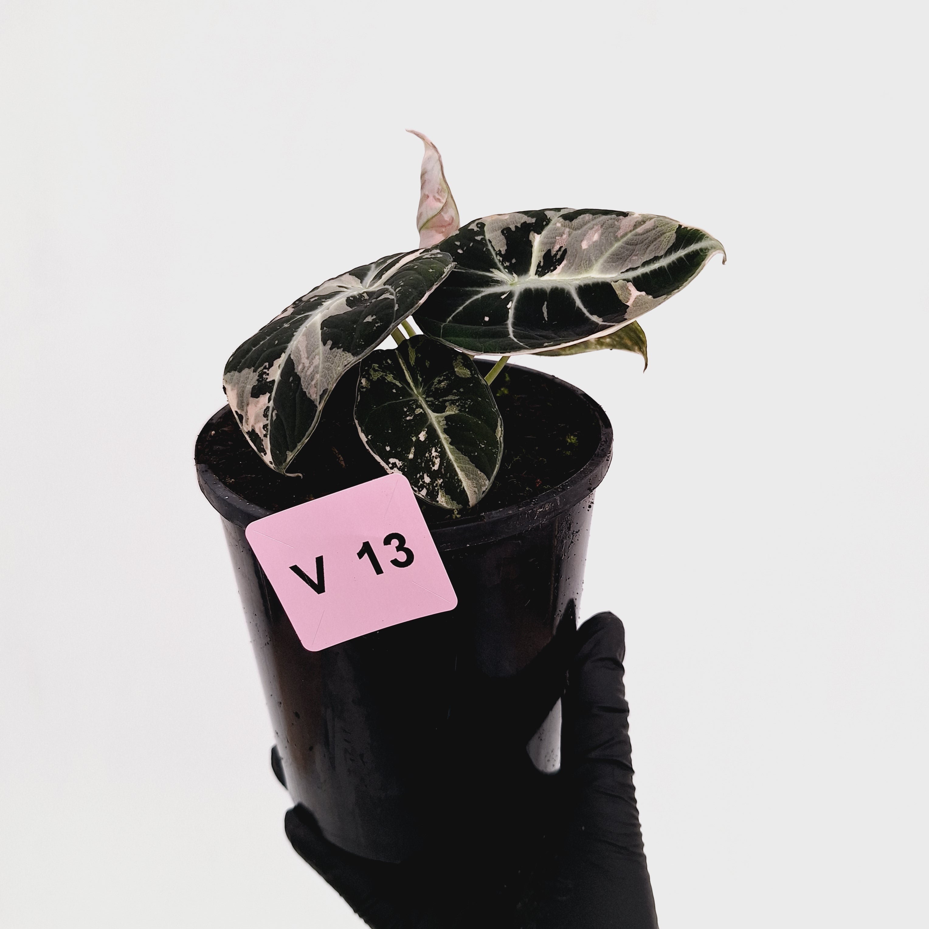 Alocasia reginula 'Black Velvet variegata'