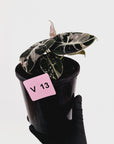 Alocasia reginula 'Black Velvet variegata'