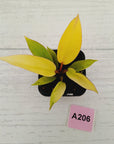 Philodendron pinnatifidum 'Jungle Fever Egg Yolk'