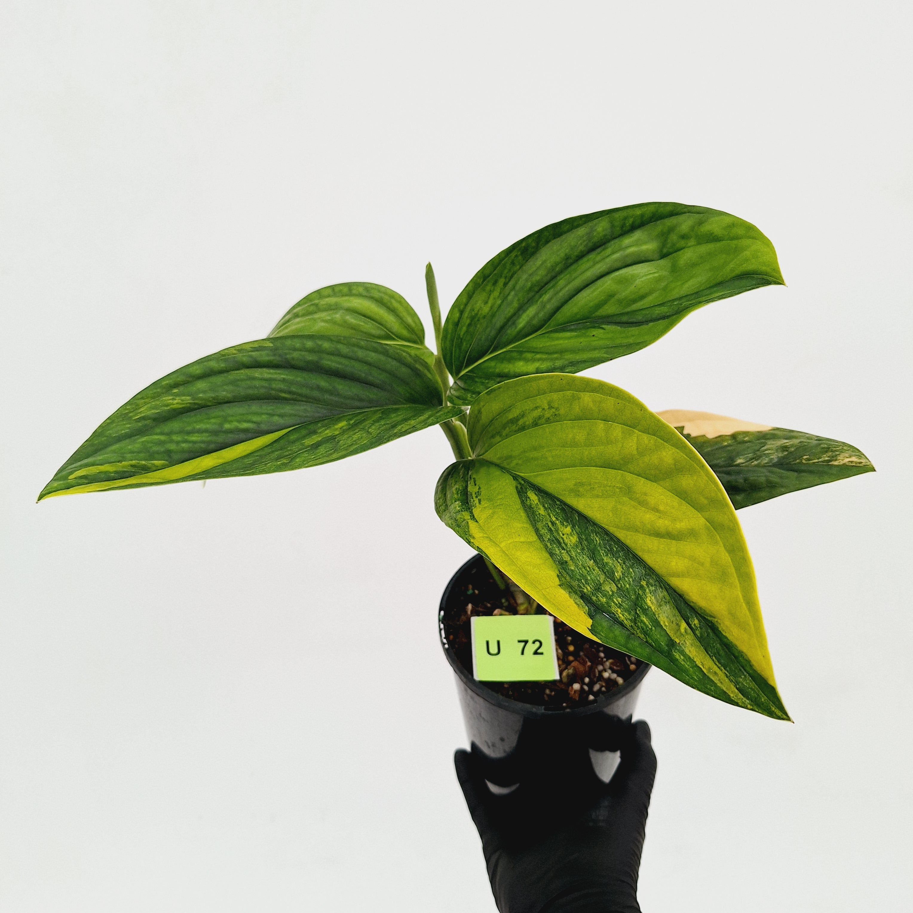 Monstera karstenianum &#39;Peru Variegata&#39;