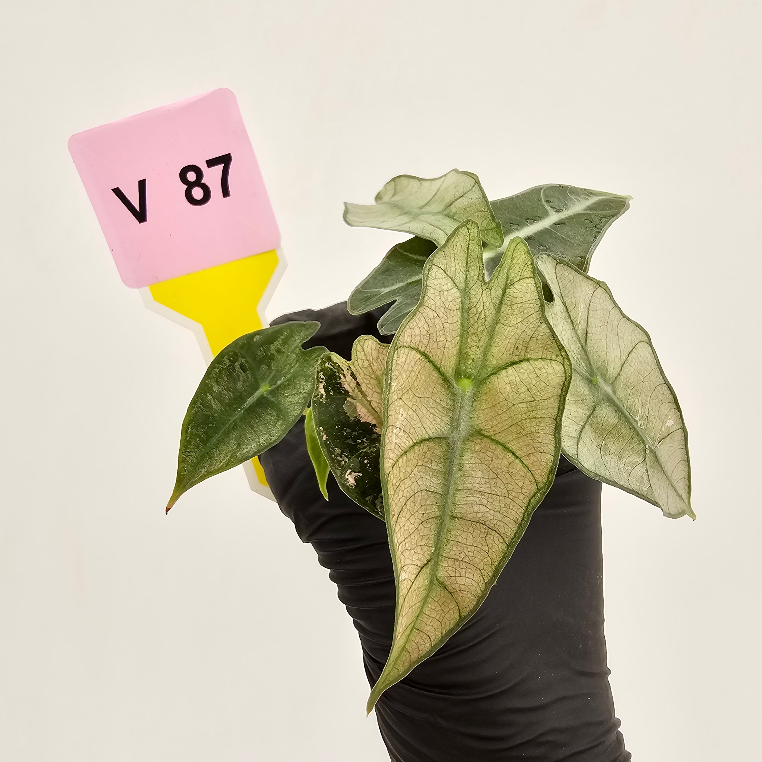 Alocasia Polly Variegata