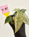 Alocasia Polly Variegata