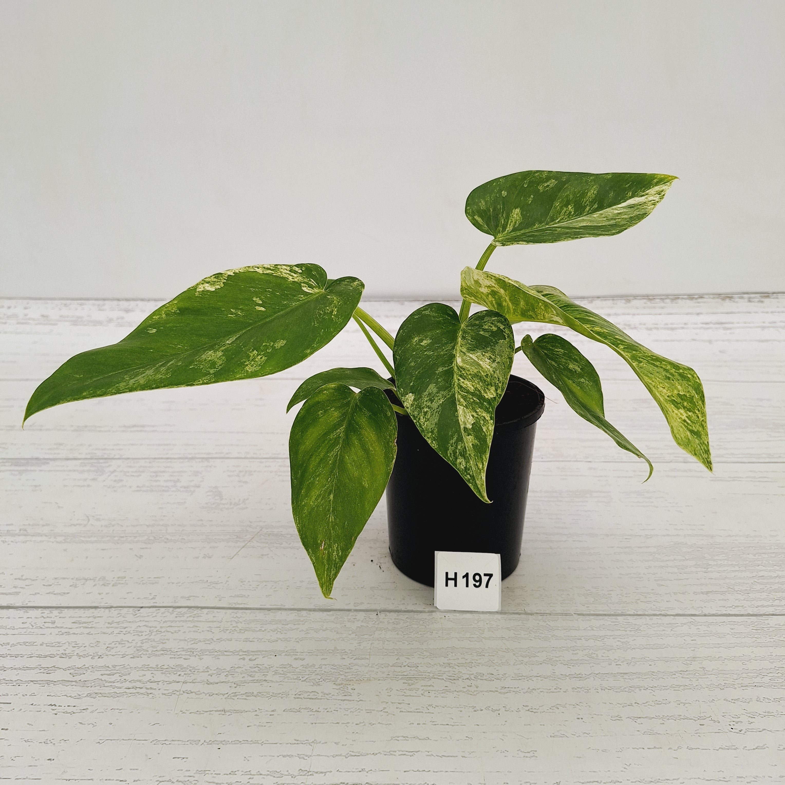 Philodendron giganteum Blizzard - SALE
