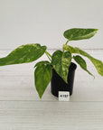 Philodendron giganteum Blizzard - SALE