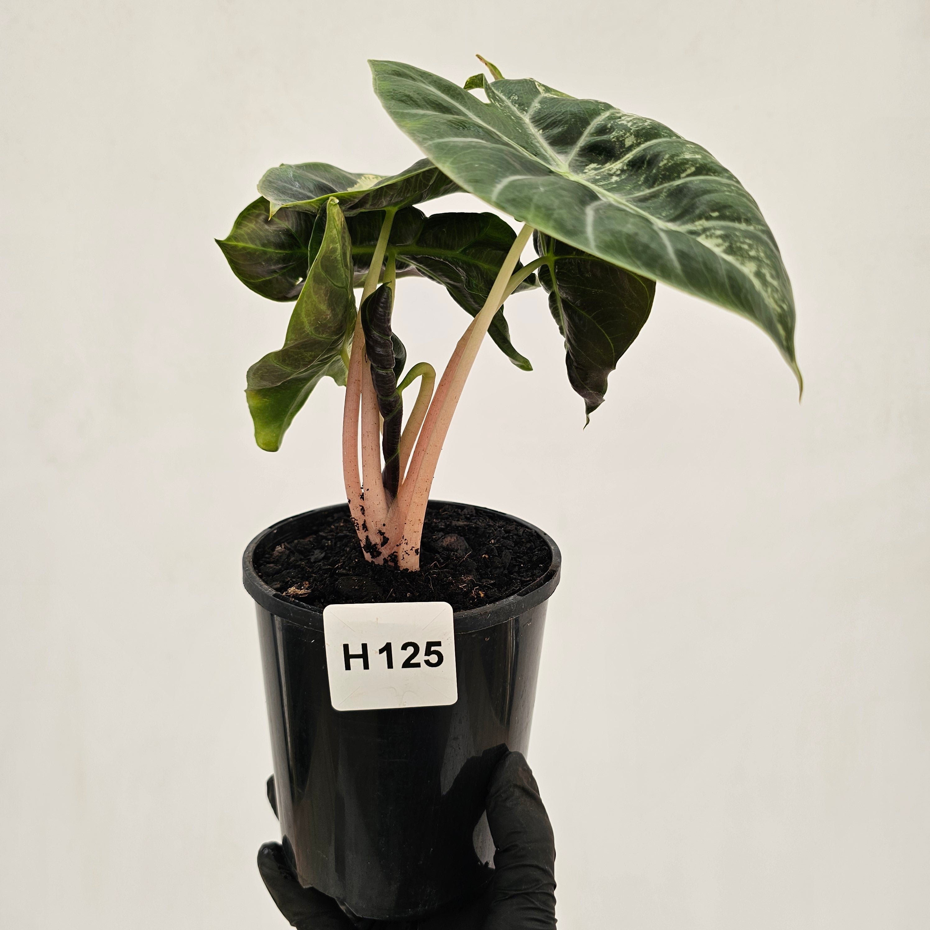 Alocasia Pink Dragon 'Variegata'