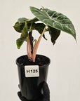 Alocasia Pink Dragon 'Variegata'