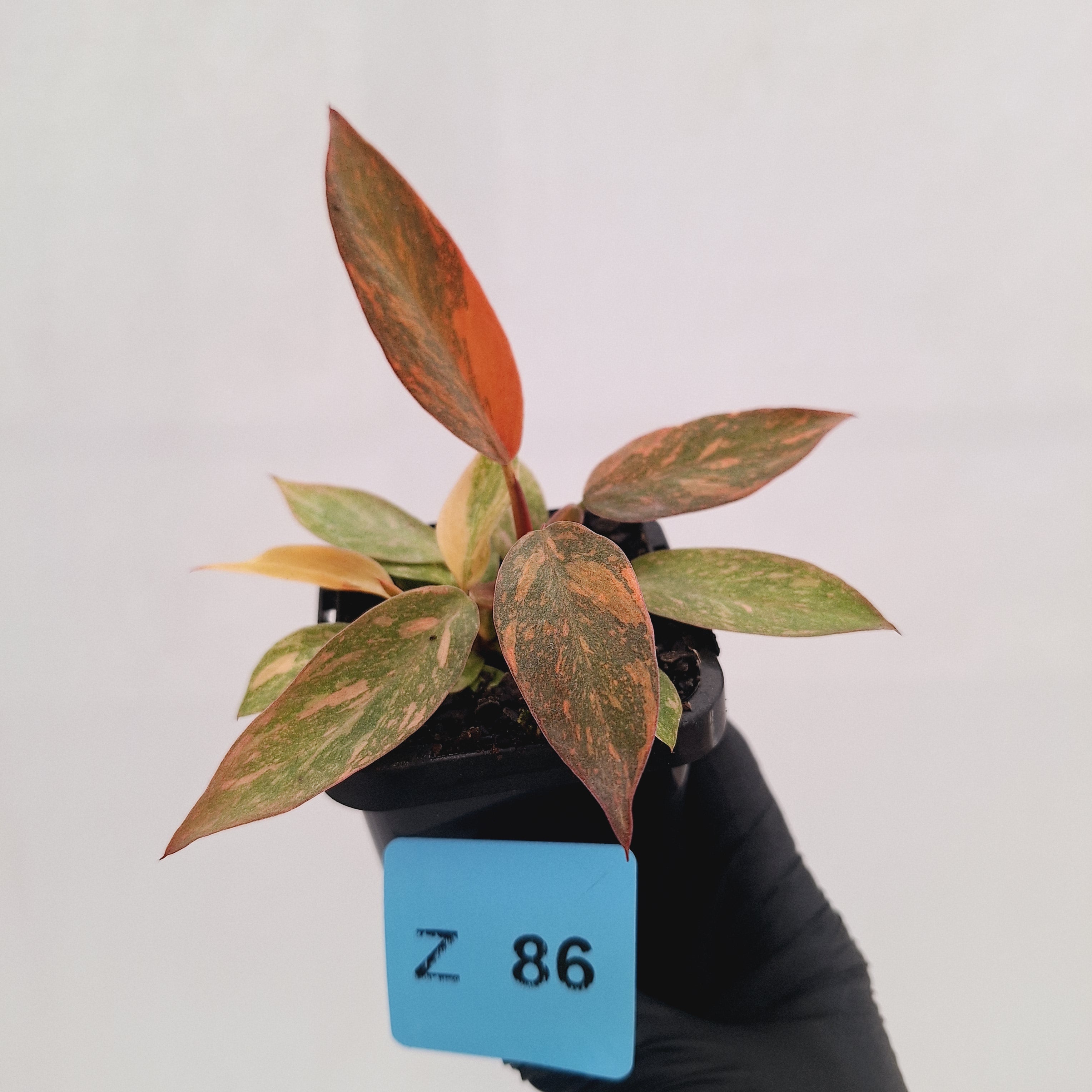 Philodendron 'Orange Princess'