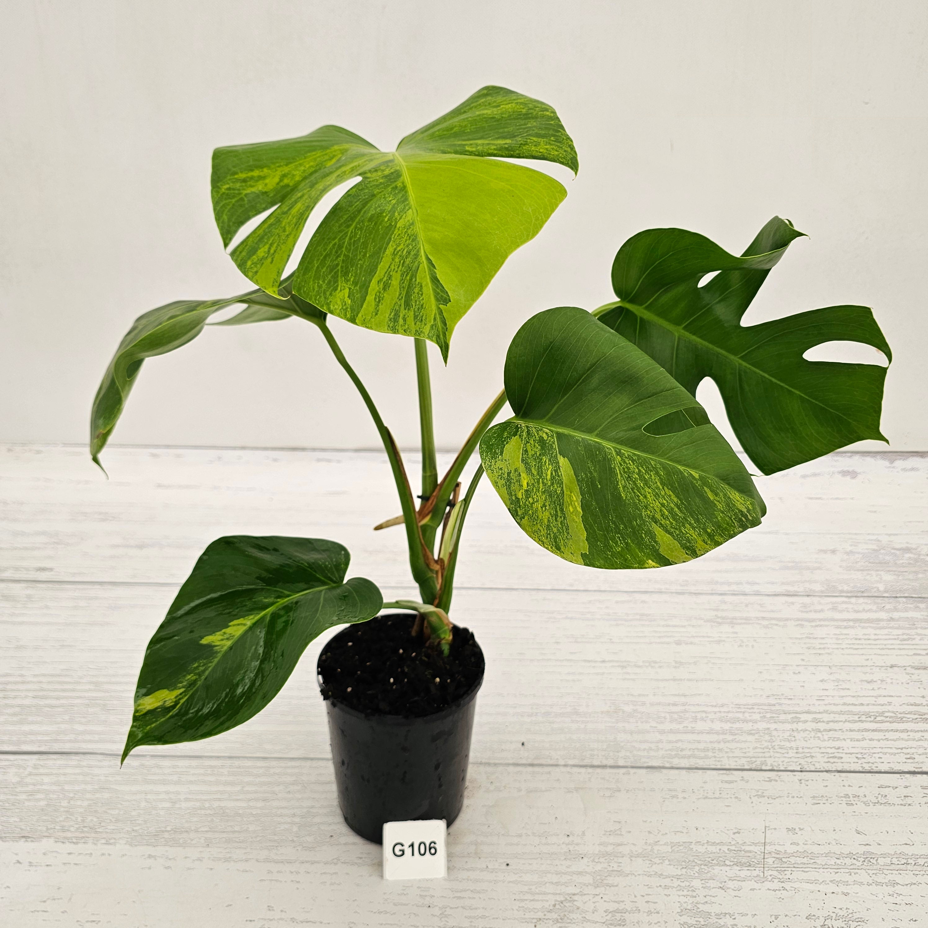 Monstera borsigiana Aurea