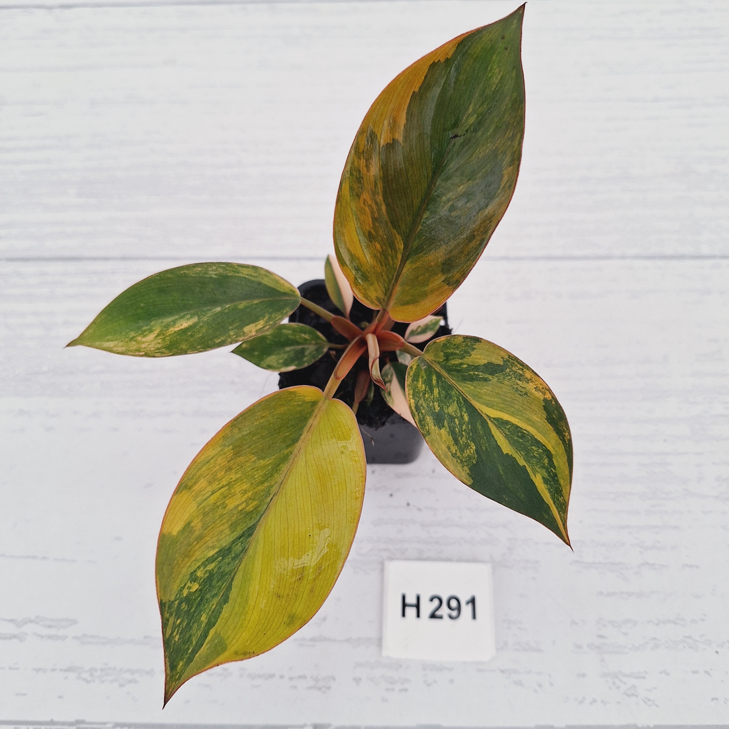 Philodendron 'Rojo Congo Variegated' - SALE
