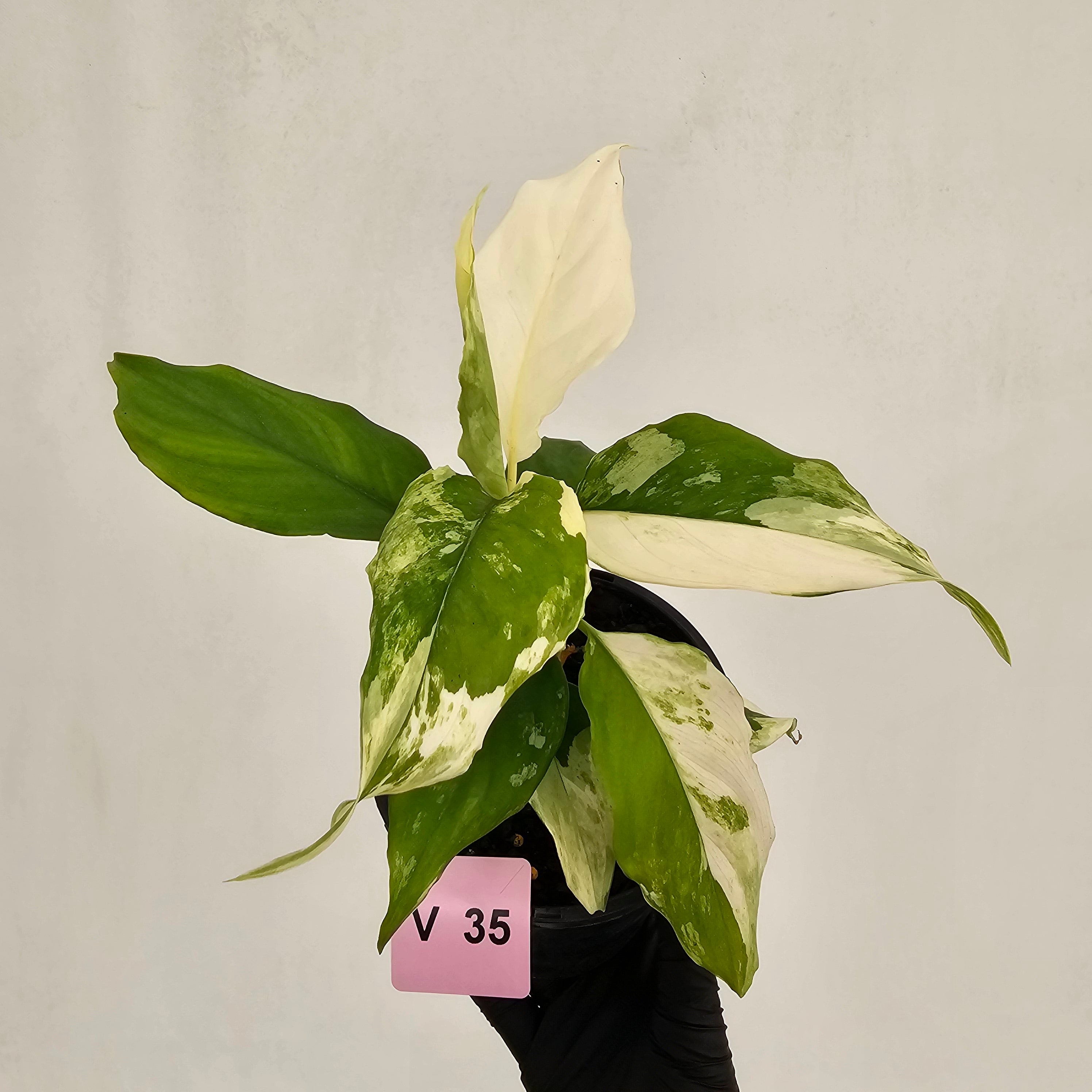 Aglaonema modestum variegata
