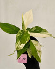 Aglaonema modestum variegata