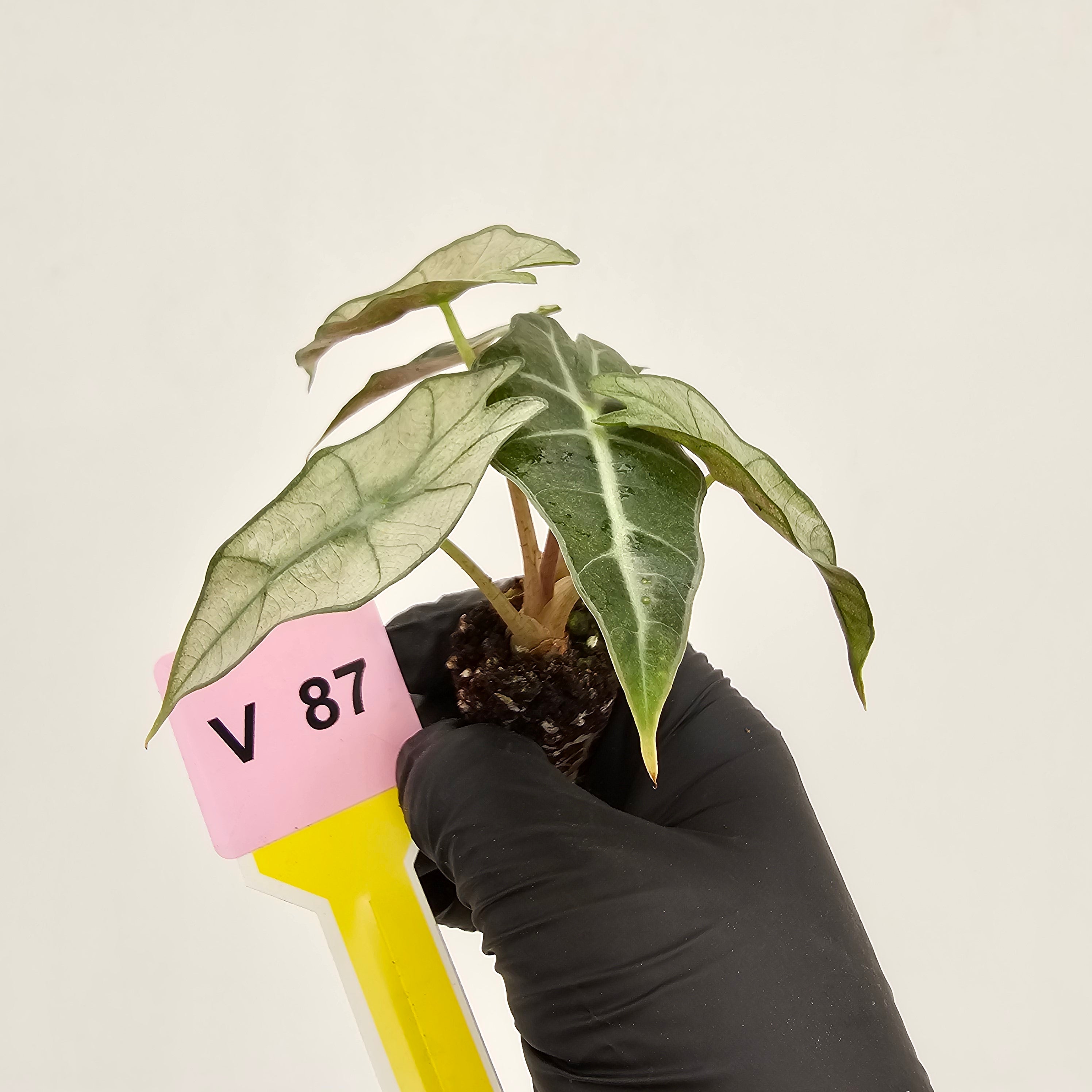 Alocasia Polly Variegata