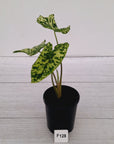 Caladium bicolour NOID