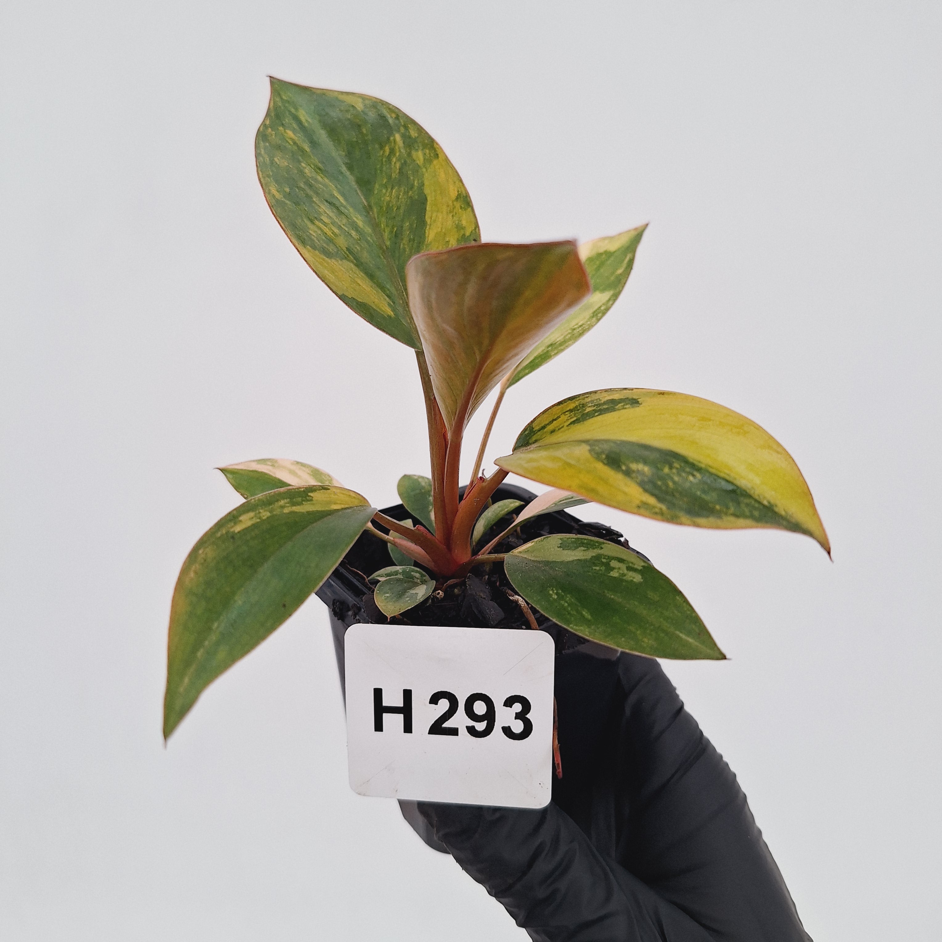Philodendron 'Rojo Congo Variegated' - SALE