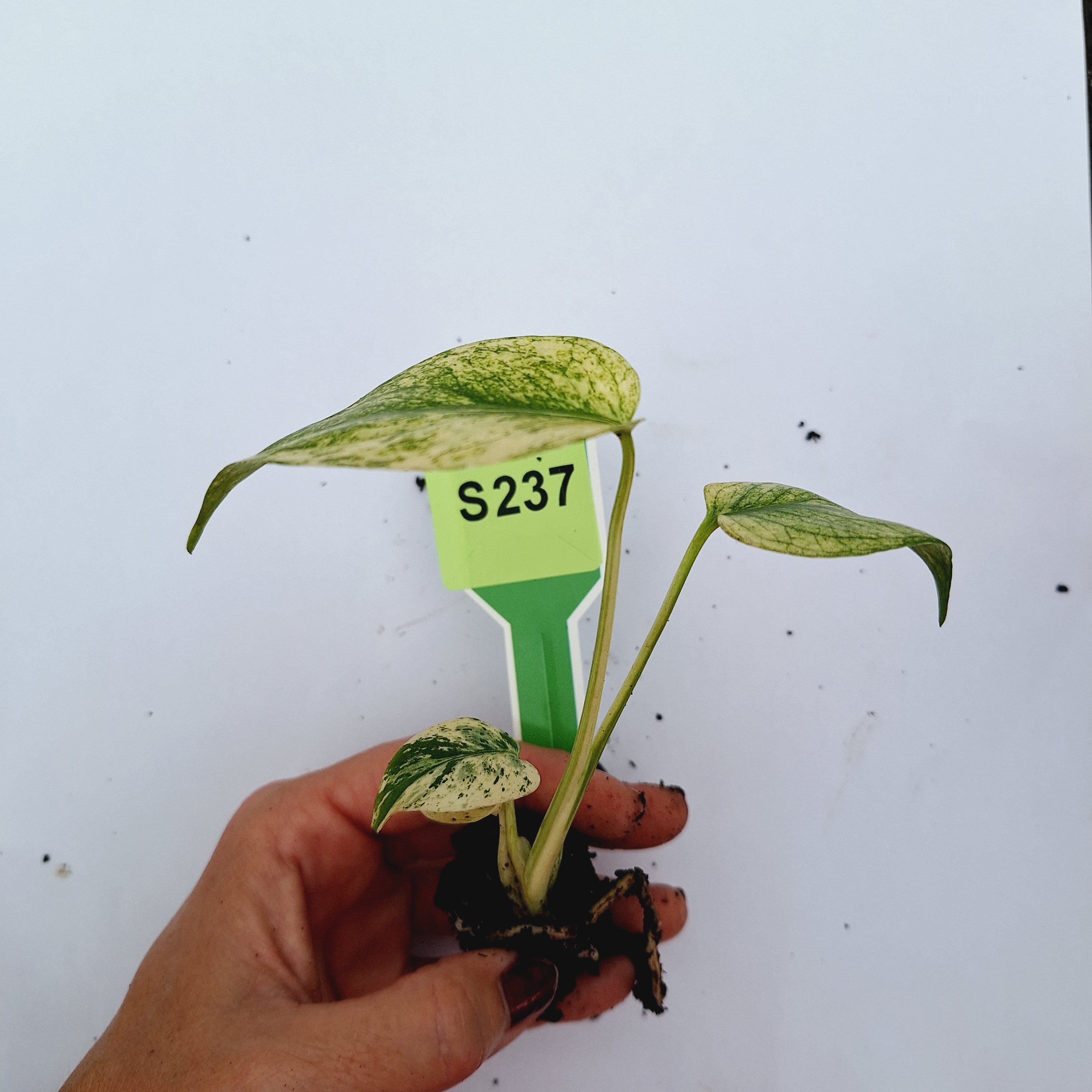 Monstera Deliciosa &#39;White Monster&#39; - Bare Bottom Baby