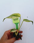 Monstera Deliciosa 'White Monster' - Bare Bottom Baby