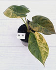 Alocasia ‘wentii’ Variegated