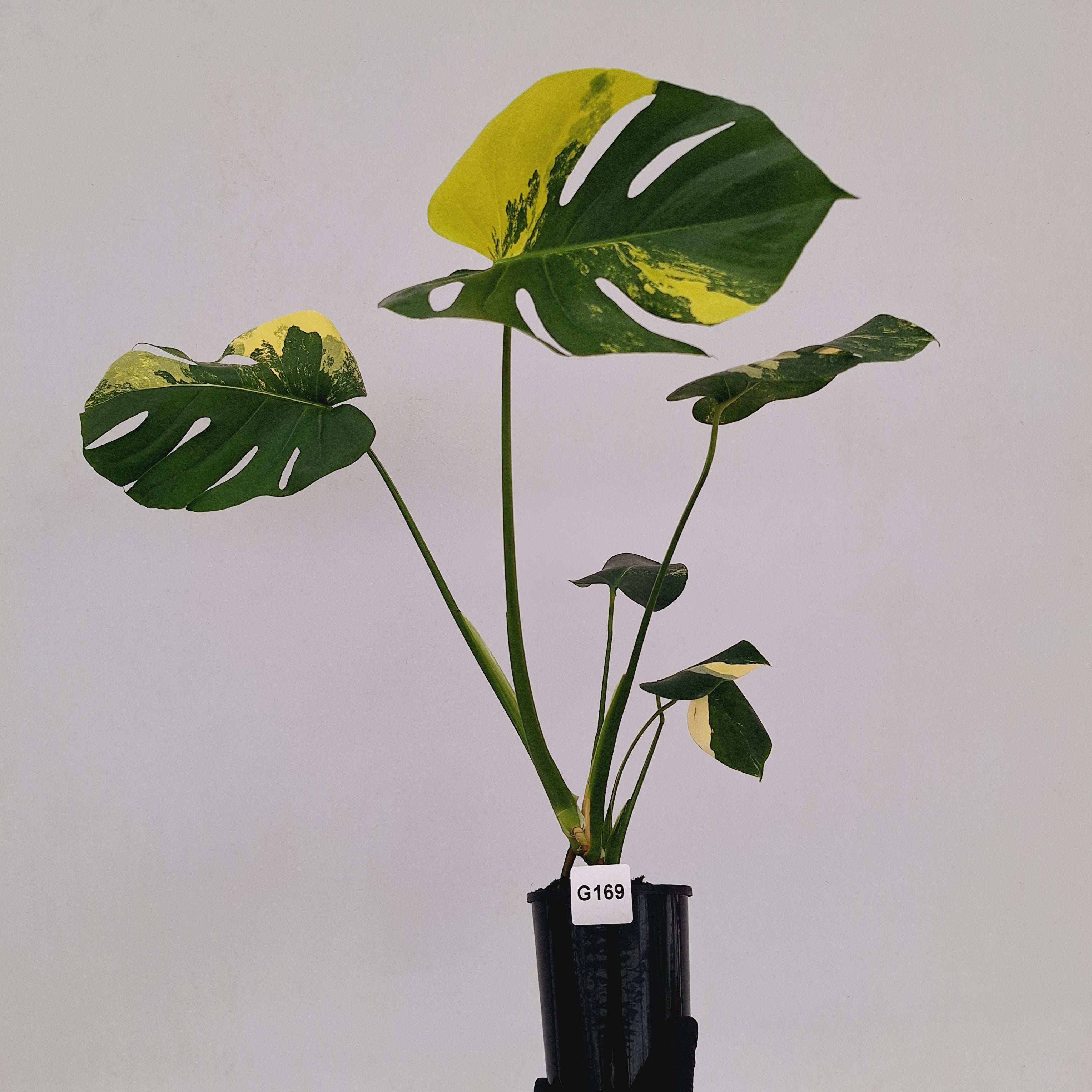 Monstera deliciosa Variegata