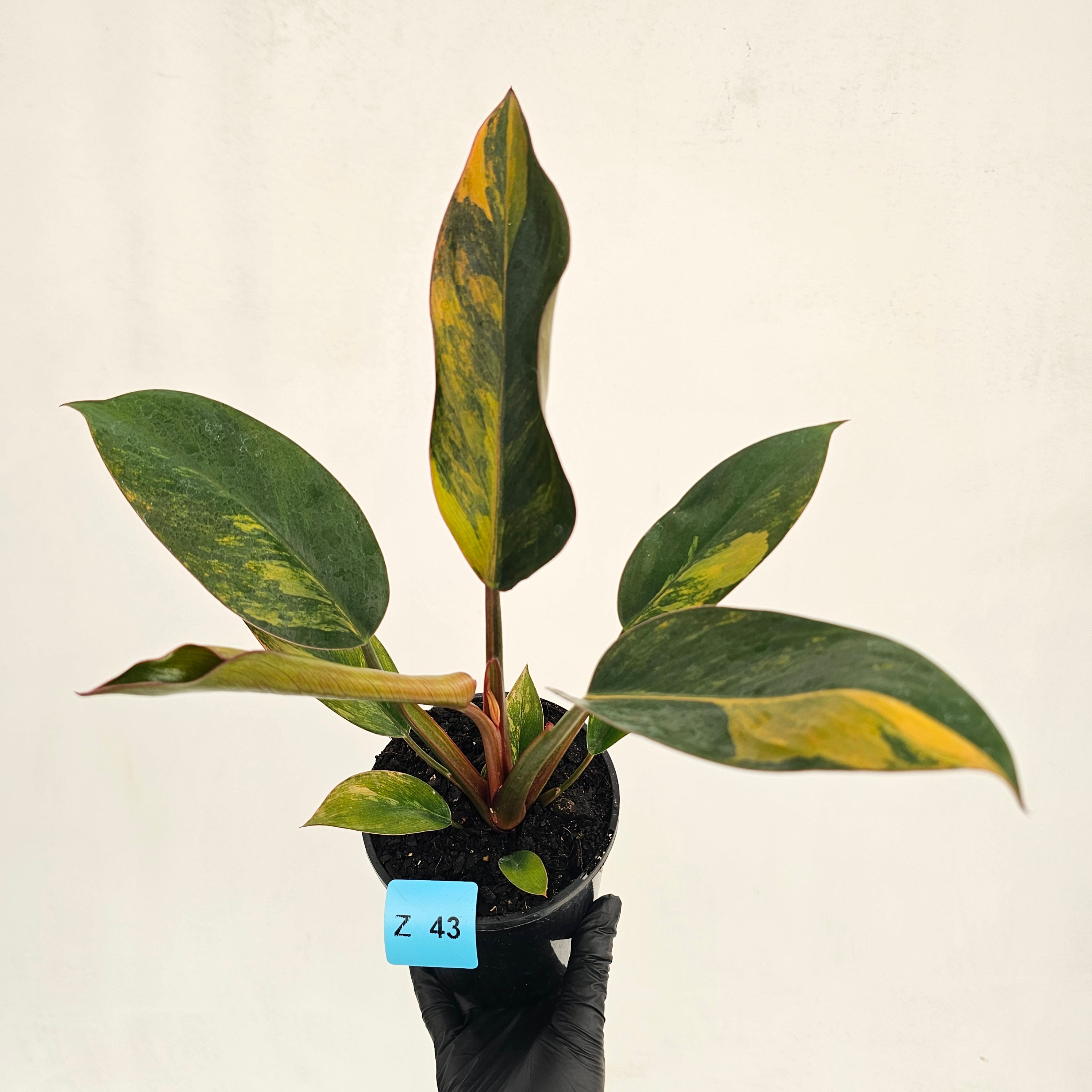 Philodendron 'Rojo Congo Variegated' 125mm