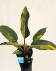 Philodendron 'Rojo Congo Variegated' 125mm