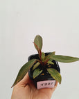 Philodendron 'Orange Princess'