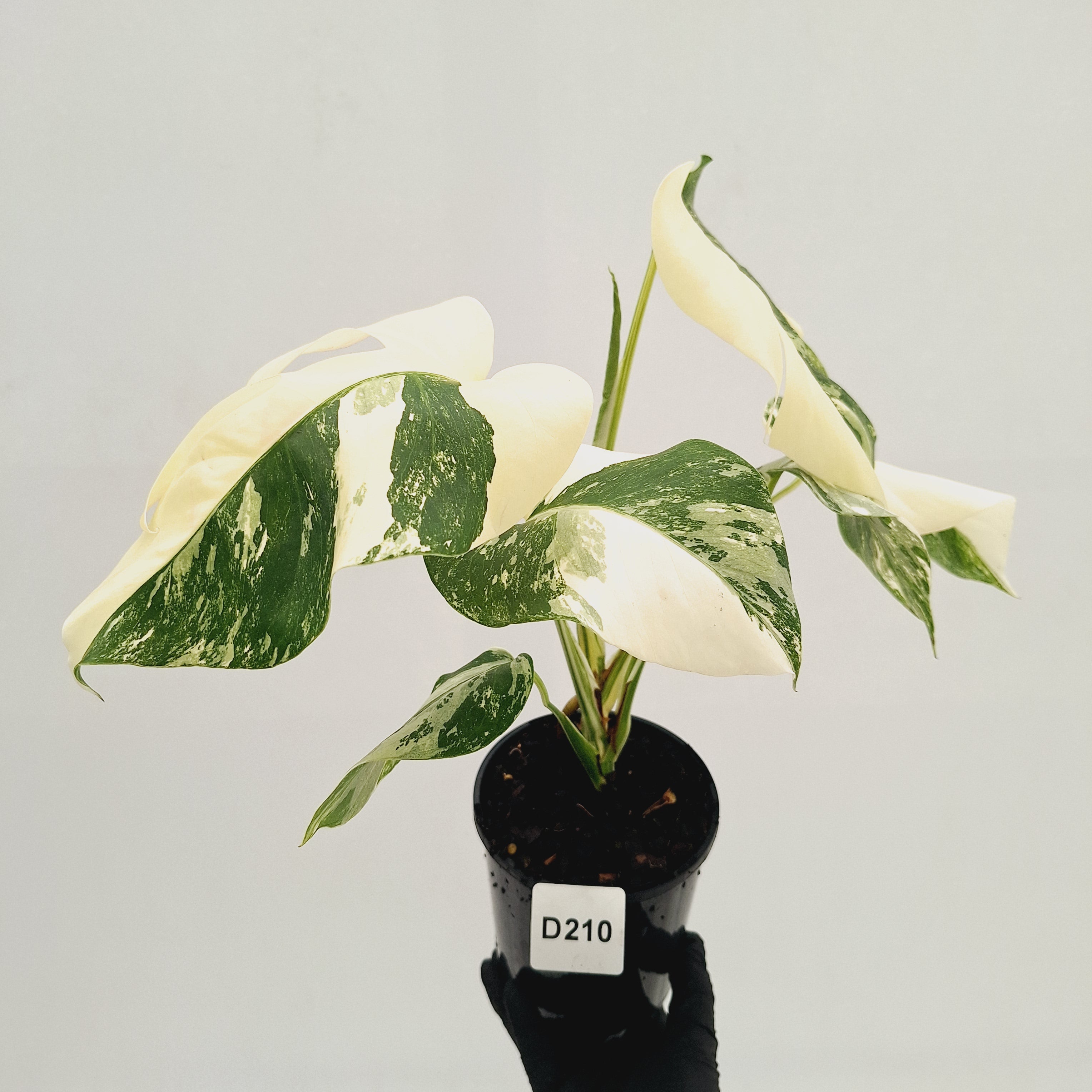 Monstera borsigiana 'Albo'