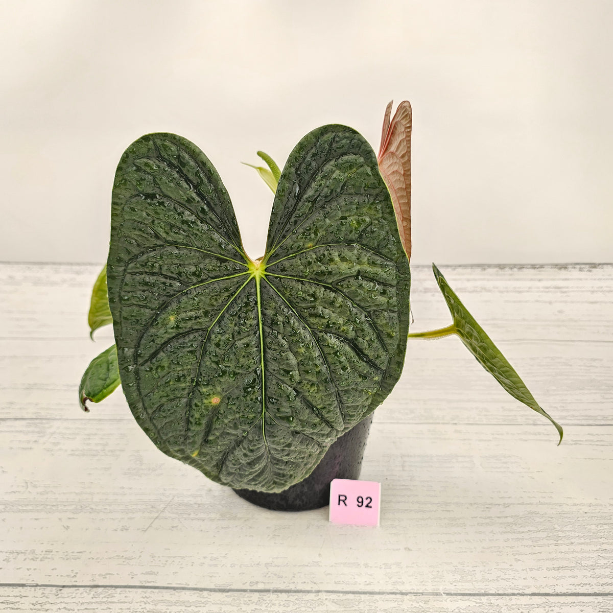 Anthurium Luxurians