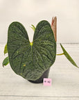Anthurium Luxurians