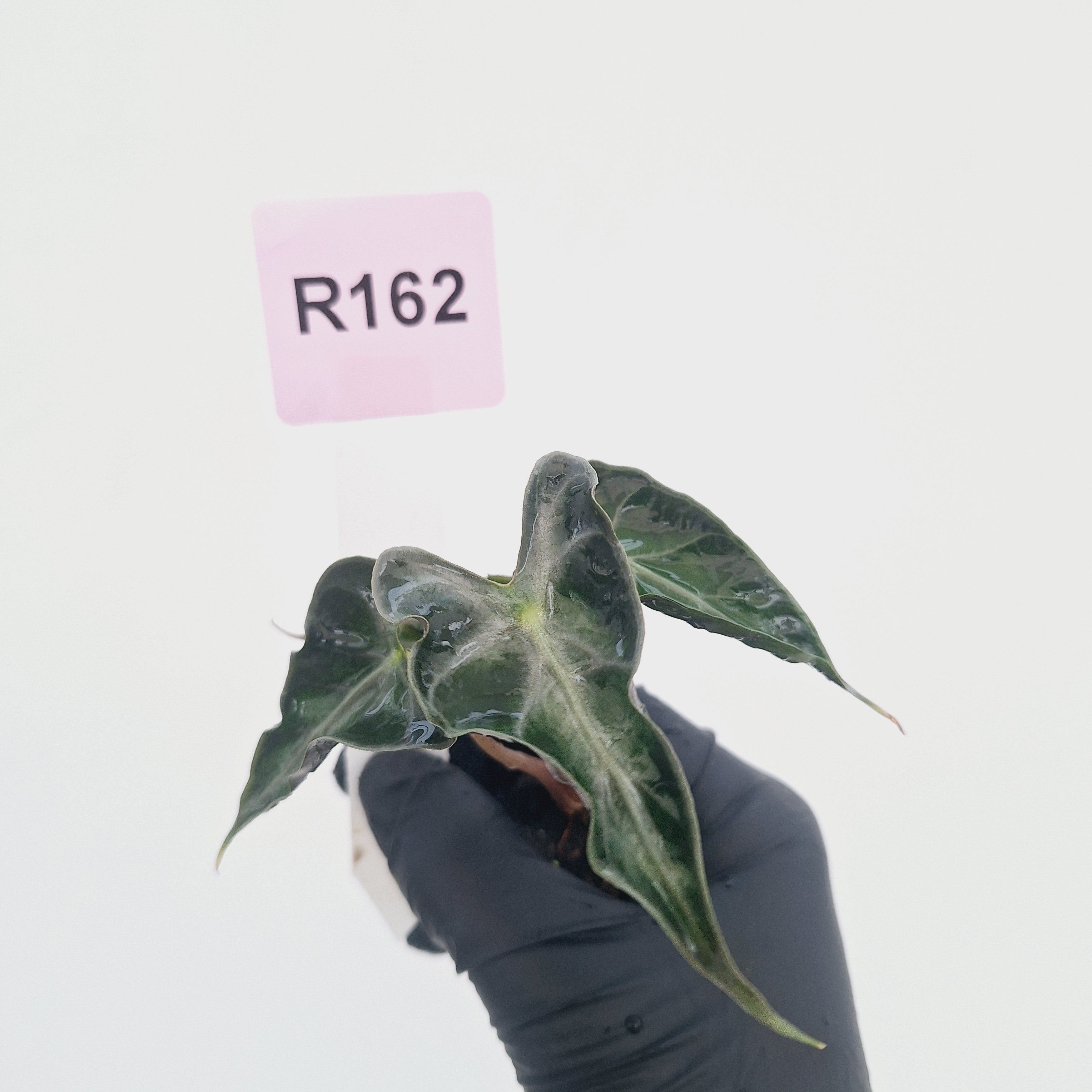 Alocasia ‘Loco’- Bare Bottom Baby - SALE
